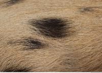 photo texture of fur 0022